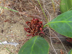 Protea acaulos