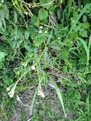 Pfaffia glomerata