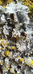 Punctelia subrudecta