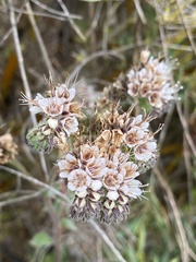 Phacelia secunda