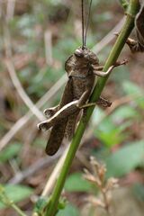 Abisares viridipennis