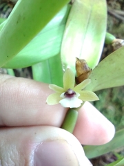 Scaphyglottis