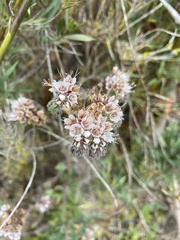 Phacelia secunda
