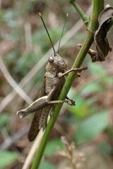 Abisares viridipennis