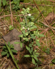 Scutellaria integrifolia