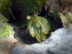 Pseudosquilla ciliata