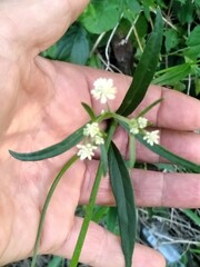 Pfaffia glomerata