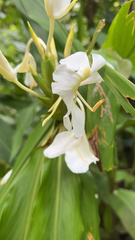 Hedychium
