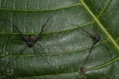 Ubatubesia amplicoxae
