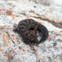Pachydactylus affinis