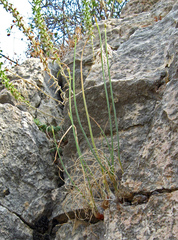 Allium marschalianum