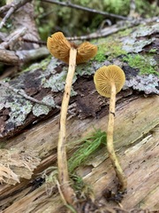 Cortinarius musciphilus