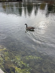 Branta canadensis