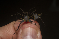 Ubatubesia amplicoxae