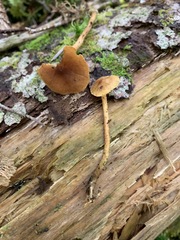 Cortinarius musciphilus