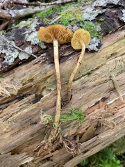Cortinarius musciphilus