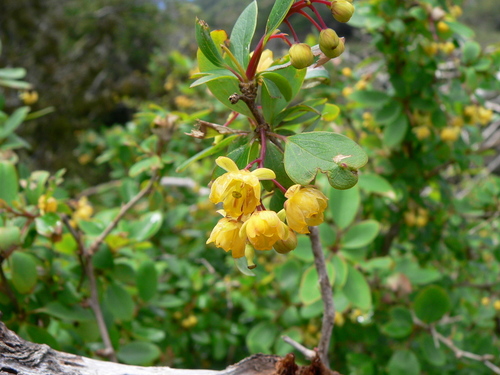 Berberis corymbosa observed 2005-09-23