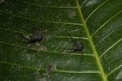 Ubatubesia amplicoxae