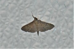 Herpetogramma licarsisalis