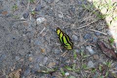 Philaethria dido