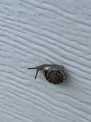 Polygyra cereolus