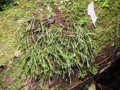 Cochlidium serrulatum