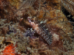 Malacoctenus macropus