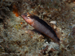 Malacoctenus macropus