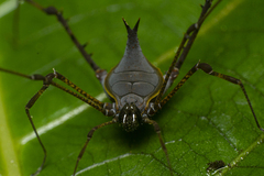 Ubatubesia amplicoxae
