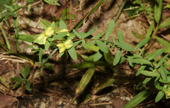 Hypericum hypericoides