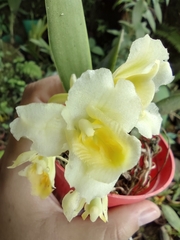 Rodriguezia granadensis