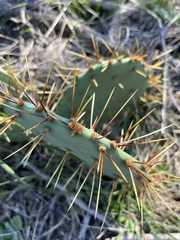 Opuntia phaeacantha