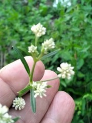 Pfaffia glomerata