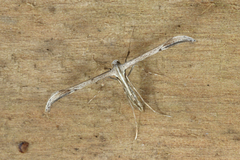 Pterophoridae