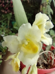 Rodriguezia granadensis