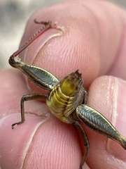 Melanoplus adapi