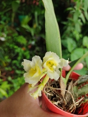 Rodriguezia granadensis