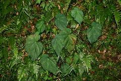 Begonia chuyunshanensis