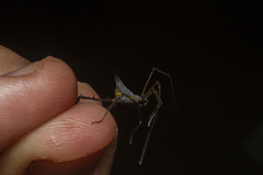 Ubatubesia amplicoxae