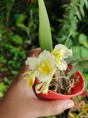 Rodriguezia granadensis