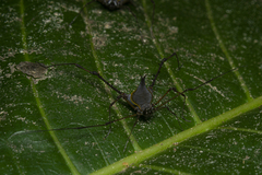 Ubatubesia amplicoxae