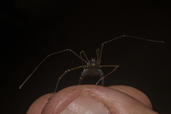 Ubatubesia amplicoxae