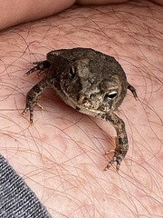 Anaxyrus americanus