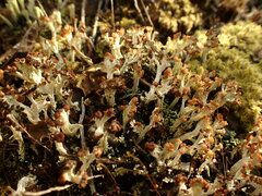 Cladonia cariosa