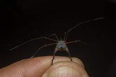 Ubatubesia amplicoxae