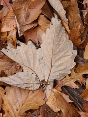 Quercus montana