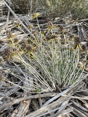 Teucrium