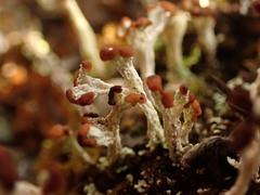 Cladonia cariosa