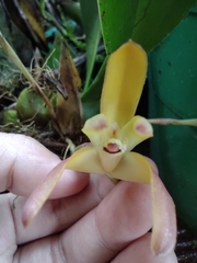 Maxillaria porrecta