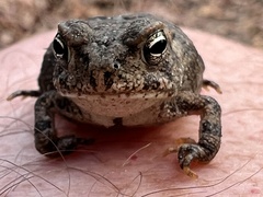 Anaxyrus americanus